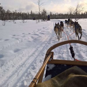 Husky dogs in Lapland